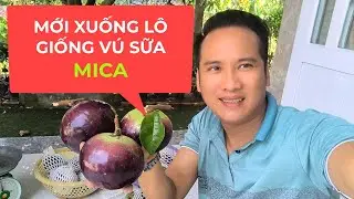 Gửi vú sữa MICA cho khách ăn thử và cây giống giao đi xa như thế nào ???