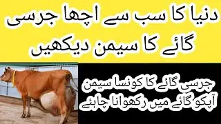 World top 5 Jersey bulls II Best Jersey bull semens in the world II Dr. Muzzammil Hassan