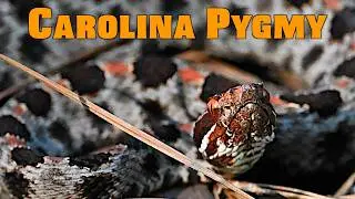 SO MANY SNAKES! South Carolina Herping Hi-Lites (Copperheads, Cottonmouths & More!)
