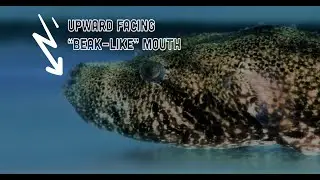 AMBUSH PREDATORS | For the HOME Aquarium