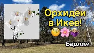 #обзор: орхидеи в Икее Берлин!