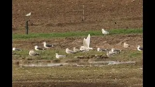 Kumlien's Gull, Heydon, Cambridgeshire, 2/1/22.