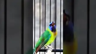 MASTERAN CUCAK KINOY COCOK BUAT MASTERAN BURUNG BURUNG LOMBA MURAI BATU