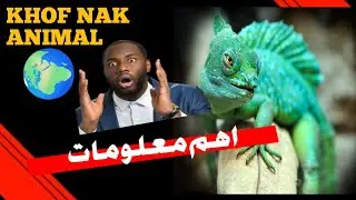 3 Amazing green animals you don't know about| Animal Facts 