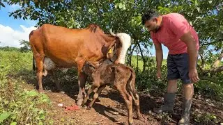 Vaca gyr recién parida 😱 fuimos a traerla al potrero 