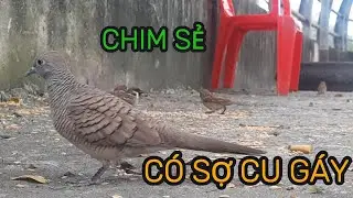 Chim Sẻ Có Sợ Cu Gáy Không? Thử Thách 