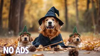 12 Hours Calming Music For Dogs🎵Anti Separation Anxiety Relief Music🐶Sleep dog Healing