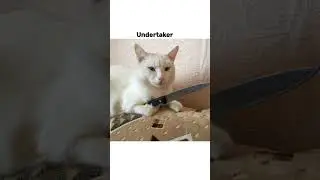 sa re ga ma 😅 #catmemes #funnymemes #viralshorts #funnyshorts #memes #trendingshorts #trendingmemes