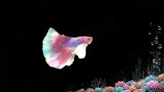  DIY 3d hologram video 