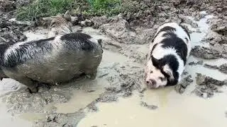 New Kunekune piglets get to experience mud for the first time!!  #happydays #minipigs #kunekune #mud