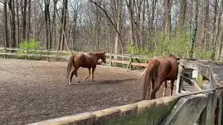 Rock Creek Park Horse Center Update #2