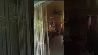 Wild boar busts through sliding glass door in residential home in Florida
