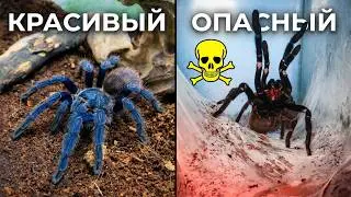 Ядовитый паук птицеед. Пересадка паука Вьетнам Блю в террариум (Chilobrachys sp. Vietnam Blue).
