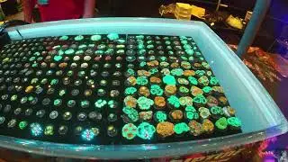 ReefSmart 2019
