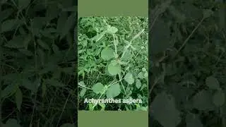Medicinal plants Identification Series - 8 #medicinalplants #ayurveda #ayush #naturephotography