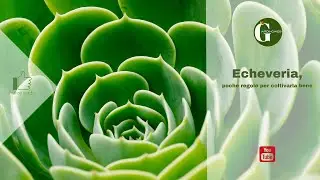 L'Echeveria, poche regole per coltivarla bene.