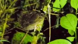 Owlet Long Whiskered 112