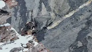 Bearded Vultures copulating in the wild in slow motion