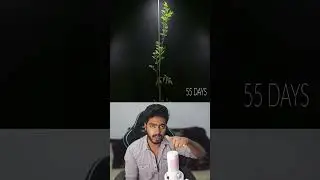 TOMATO Seed To Plant in 45 Days Time-lapse