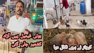 Bully Female Puppy Azad Kashmir Bejh Di Arslan Bhai Ko | Pigeon Ny Bachy Nikal Liay