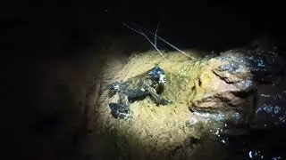 Melanophryniscus tumifrons