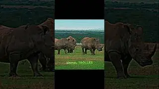 THE 1% MINDSET 💀🔥 #edit #shorts #shortsfeed #shortsvideo #animals #animalshorts #tiger #lion