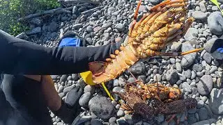 South Taranaki Camp, Dive and Fish   4K