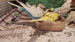 #subscribe #Bhavan cuttlefish#calcium#working routine#my lovely sweet bajri parrot 🦜🦜🐦🦜🐦