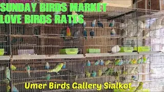 Love Birds Low Price//Sialkot Sunday Birds Market Rates Update//Umer Birds Gallery Sialkot