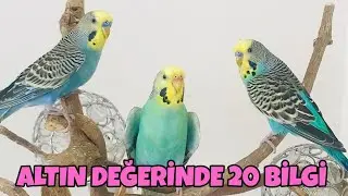 MUHABBET KUŞLARI HAKKINDA BİLMENİZ GEREKEN 20 MADDE🐦🦜