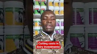 Cutting Costs Is Key In Running Successfully Dairy Investment #dairyfarming #cow #dairycow