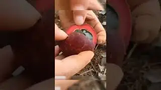 amazing Fruit's with cut and lovely #dog #shortsvideo #love #cute