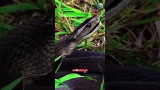 Snake CHASE Myth BUSTED! 🐍 The Truth Will Shock You#animals #naturelovers #snake  #wildlife