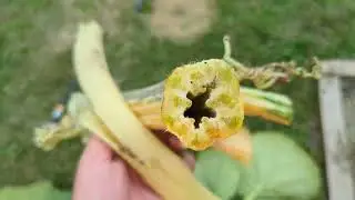 Revenge of the Giant Pumpkin EP 5 : Last Ditch Effort