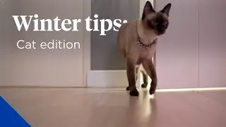 Winter Cat Safety Tips