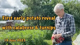 2023-06-17-First early potato reveal with calabrese & turnips