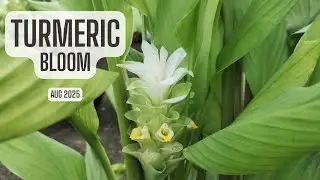 Turmeric Bloom | Rare Flowering of the Golden Spice Plant