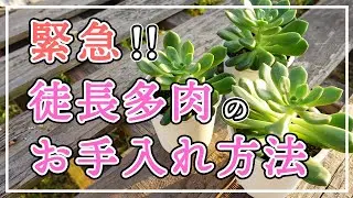 【多肉植物】緊急！長雨で多肉が徒長してお困りの方へ！