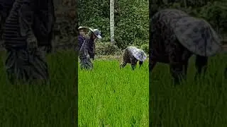 Tetap Semangat dan ikhlas bekerja #petanisawah #pedesaan