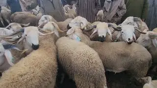 مباشرة من سوق الأسبوعي خميس سيدي حجاج مع تمن خروف حولى🇲🇦