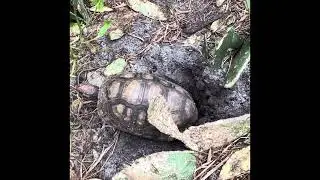 🐢🍒Brazilian Cherryhead laying eggs and digging them up.