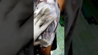 Indian tattoo #shorts #tattoo