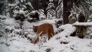 At the Mountain Lion's Lair