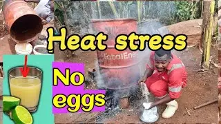 The best organic medicine for chicken - How I use Natural remedies to reduce heat stress in layers