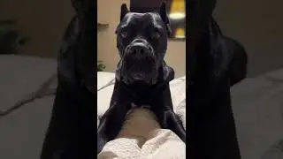 CANE CORSO sounds 🤣#pies #dog #canecorso #asmr #sound #funnydog #dogreels #viral #trending #psy