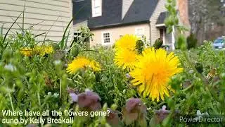 Where have all the flowers gone in Virginia?
