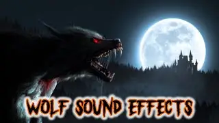 Scary Wolf Sound Effects | Spooky Sound Effects | Halloween Sounds
