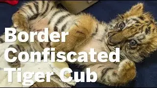 Tiger Cub Confiscated At Border | San Diego Union-Tribune