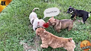 Bad Fight With the new Female…🤦‍♂️🤬
