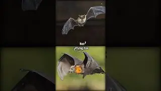 Bat Vs Flying Fox #shorts #animals
